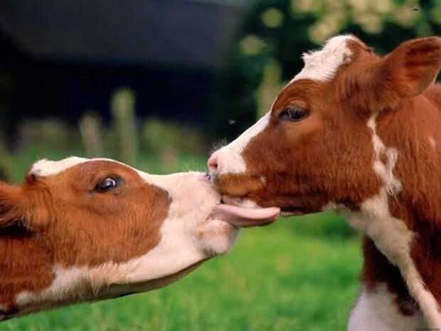 Keefers_BeautifulAnimals5007