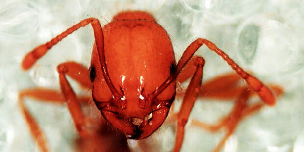 fire-ants-ppcorn