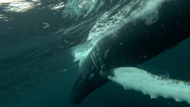 Запутался в сетях: в Мурманской области пытаются спасти краснокнижного кита Станислава