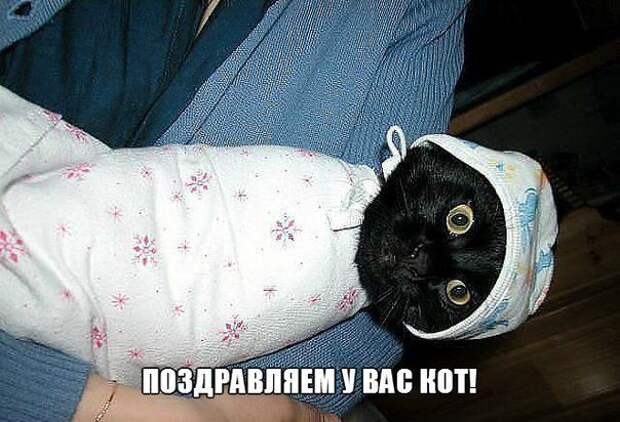 кот, прикол, юмор