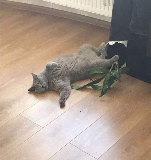 20 обалденных фото, в которых вся суть котов