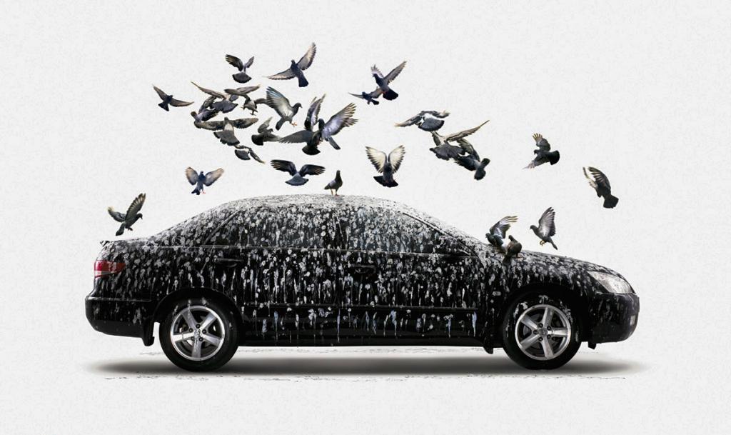 Птичьи «подарки» на кузове авто: простой лайфак в помощь автомобилисту