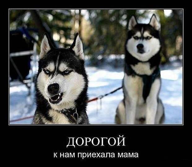 Демотиваторы про животных Демотиваторы про животных