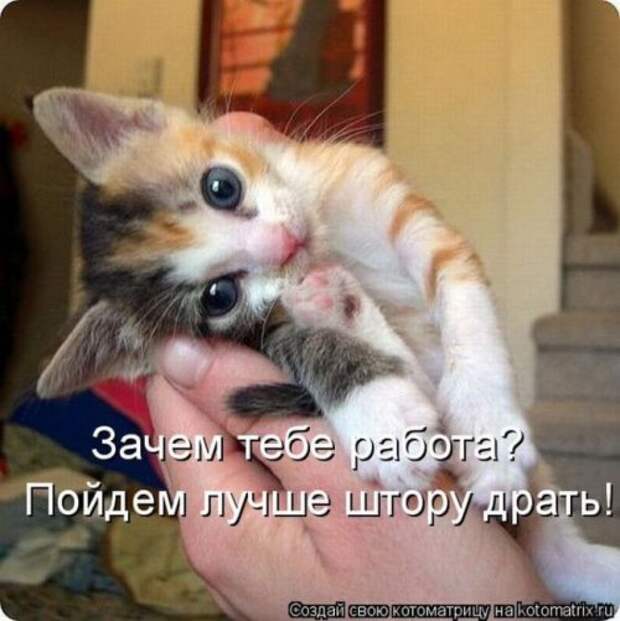 Лучшие котоматрицы за неделю (36 шт)