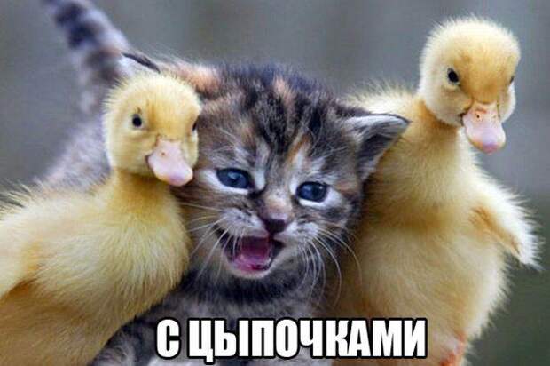 кот, прикол, юмор