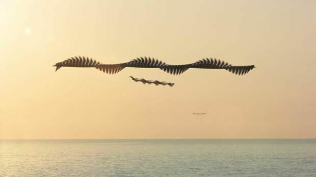 Фотограф показал, как в небе выглядят следы птиц в мире, интересно, природа, птиц, следы, фото, фотограф