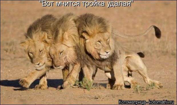 Котоматрица: "Вот мчится тройка удалая"