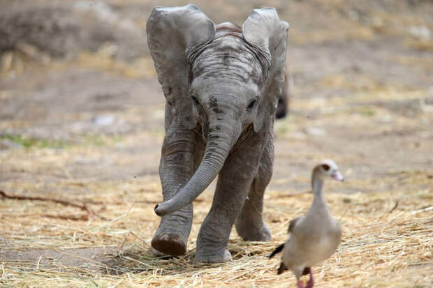 Догоняшки с маленьким слоном