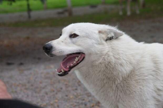 В Тульской области отменили карантин по бешенству в Воловском и Заокском районах