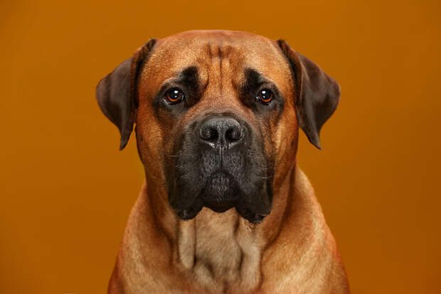 Samson, The Serious South African Boerboel