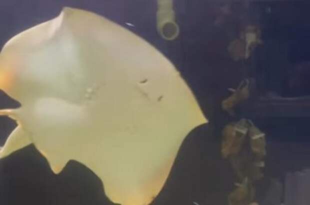 Aquarium: Pregnant stingray could be having clones -- or shark babies