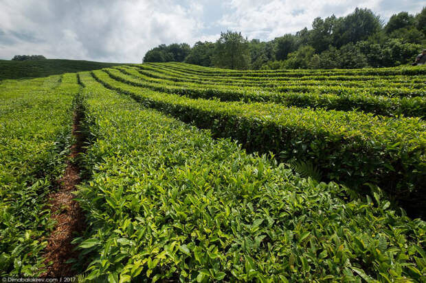 Как выглядят чайные плантации в Сочи