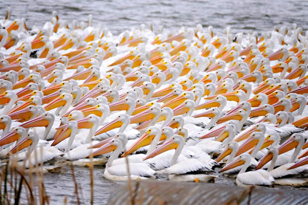 Стая белых пеликанов