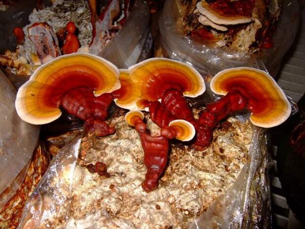 лечебные грибы рейши