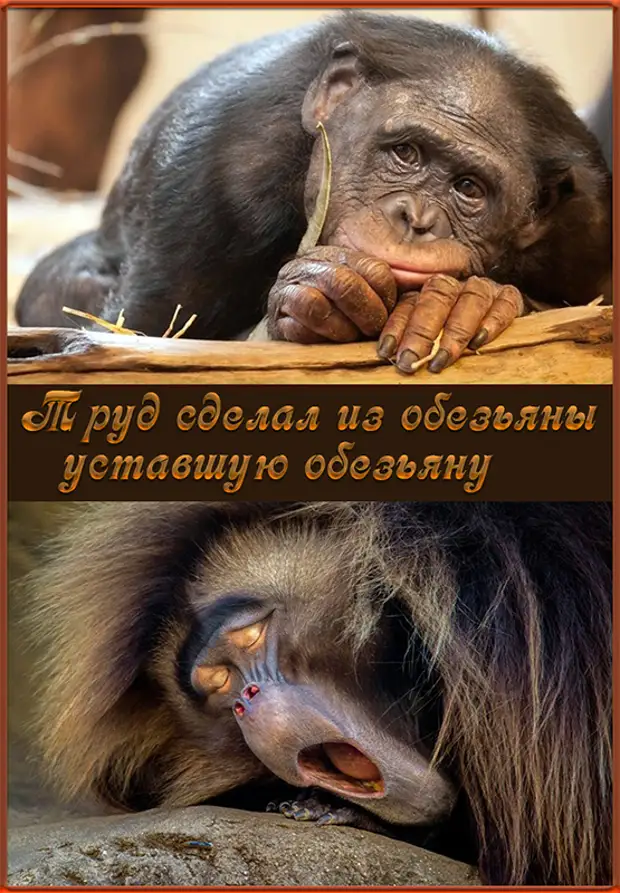 Поставь устал. Уставшая обезьяна. Труд сделал из обезьяны уставшую обезьяну. Капля лени. Обезьянка устала.
