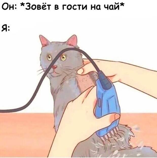 Казалось бы, причем здесь киска