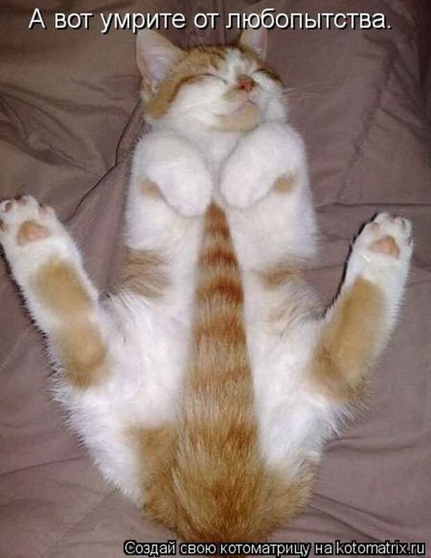 Котоматрицы(картинки с надписями)
