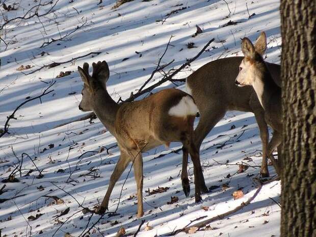 Околохвостовое зеркало европейской косули фото (Capreolus capreolus)