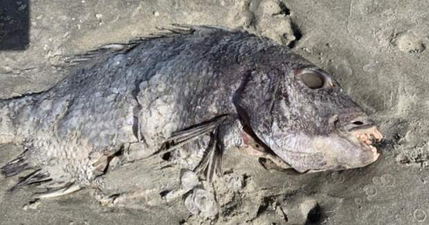 Полный рот человеческих зубов: женщина обнаружила на берегу пляжа необычную рыбу