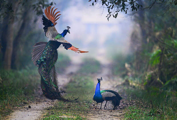 Животные в фотографиях