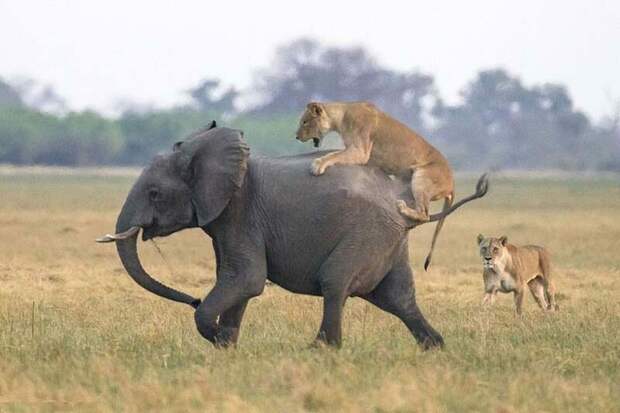 Стадо слонов смогло защитить своего юного сородича от группы голодных львов африка, животные, львы, охота, слоны, спасение, стадо