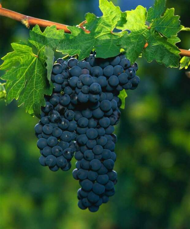 История винограда. Легенды о вине