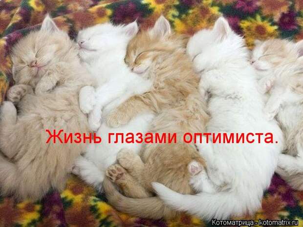 kotomatritsa_yy (700x525, 61Kb)