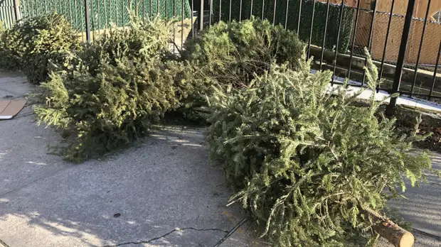 Лор-врач Зайцев порекомендовал правильно утилизировать новогодние ёлки