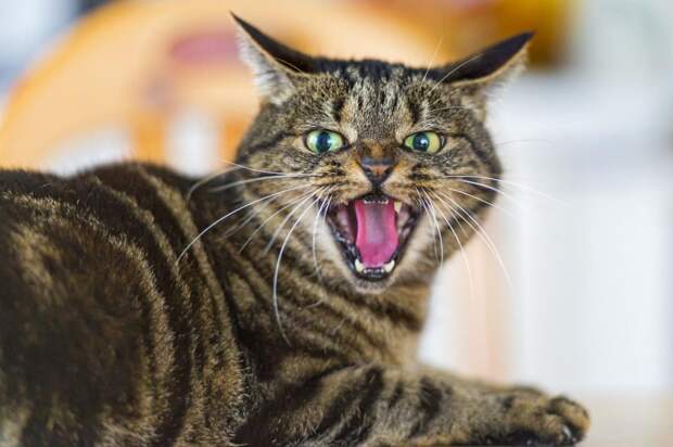 Почему кошки боятся пылесоса?