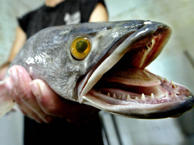 Две самые необычные рыбы России