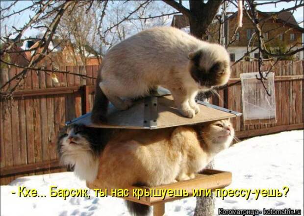 Лучшие котоматрицы недели (50 фото) Лучшие котоматрицы недели (50 фото)