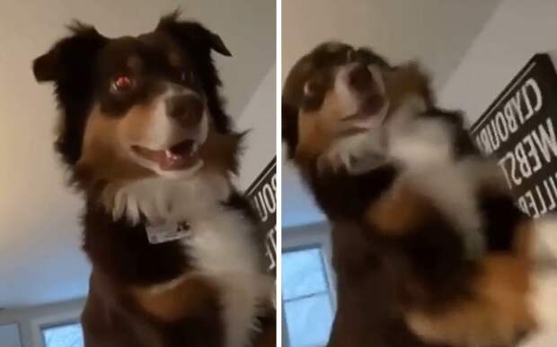 «Вставай же, лентяйка!»: настырный пес попытался поднять хозяйку с постели