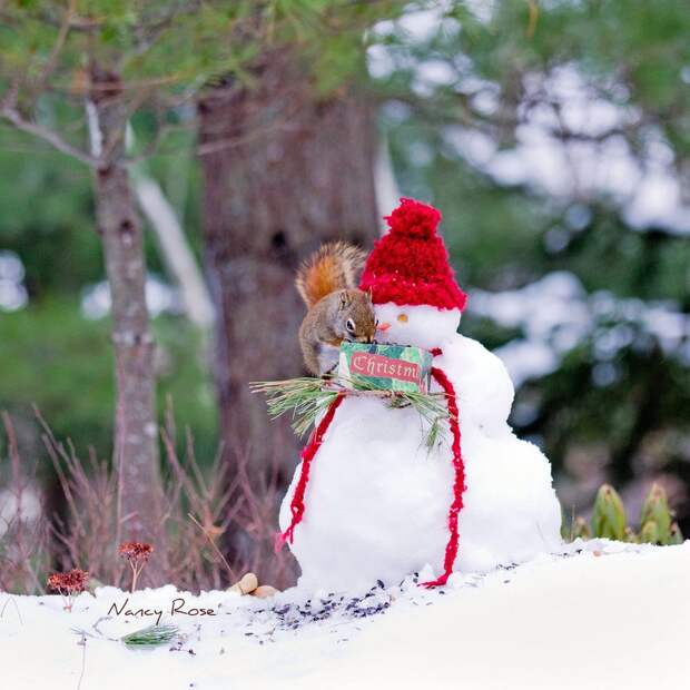squirrels10 Забавные белочки Нэнси Роуз