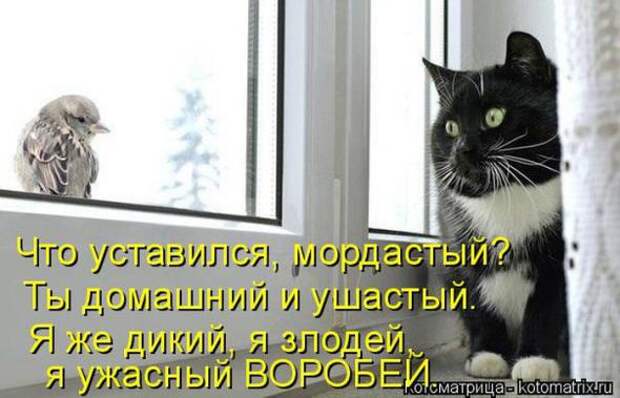 Котоматрицы (картинки с надписями)