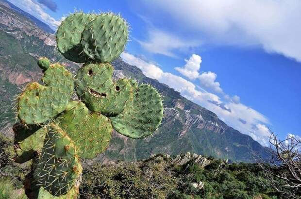 15. Просто очень радостный кактус, который встречает смельчаков, забравшихся на гору в мире, кадр, красота, природа, удивительно, фото