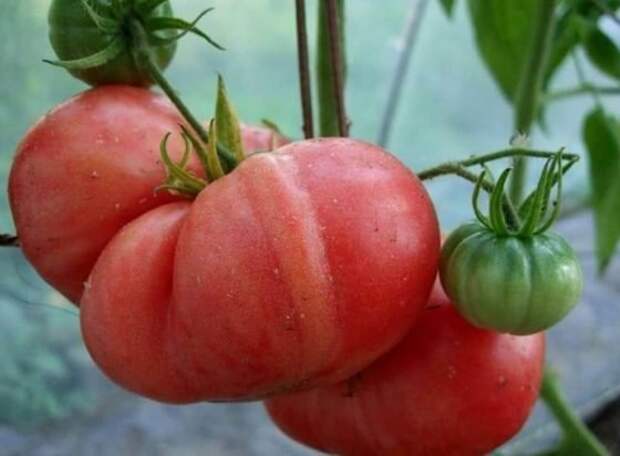 Любой огородник хочет вырастить крепкую рассаду и собрать достойный урожай вкусных, крупных помидоров с мясистой мякотью