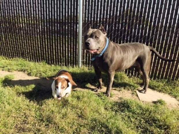 The-exciting-story-of-a-pit-bull-who-does-not-abandon-the-blind-dog-5aea2cee88d82__700