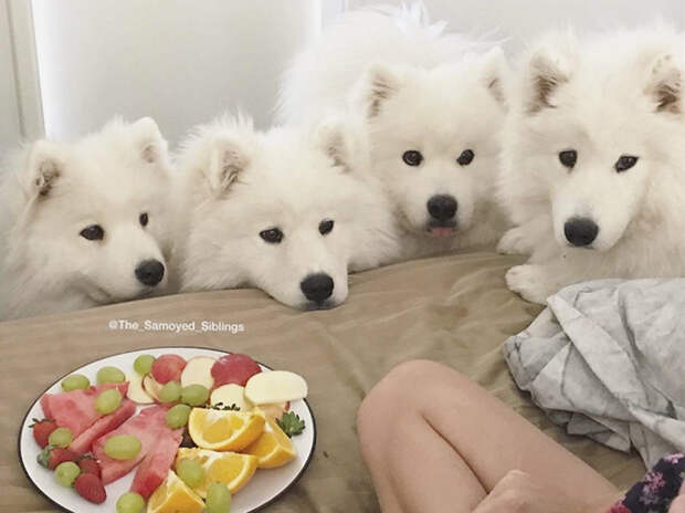 dog-toddler-family-the-samoyed-siblings-sarah-hegarty-australia (2)