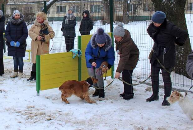 Площадка для собак.jpg