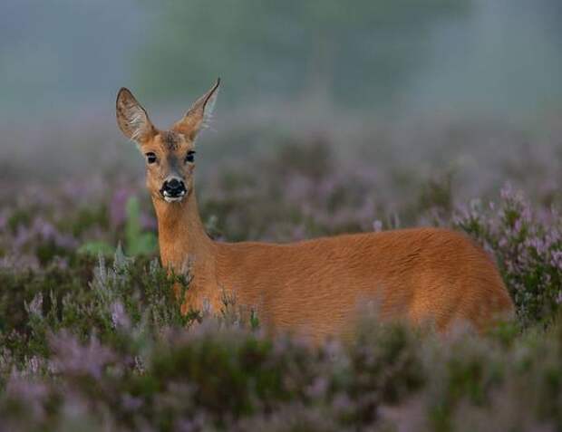 Шерсть европейской косули фото (Capreolus capreolus)