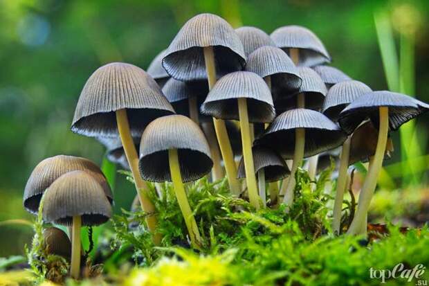 Псилоцибиновые грибы: В глубь веков