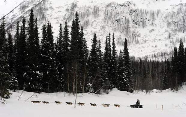 Гонка на собачьих упряжках Iditarod 2013