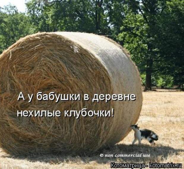 Котоматрицы (картинки с надписями)