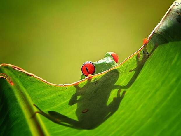 Оригинальные лягушки Frogs06 Оригинальные лягушки