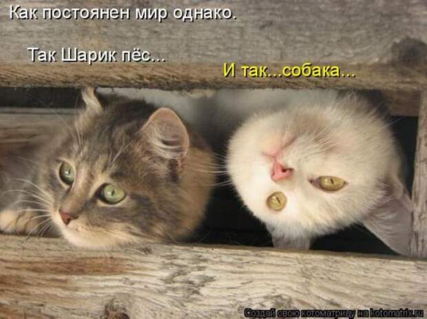 Котоматрицы (картинки с надписями)