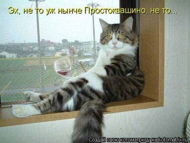 Лучшие котоматрицы за неделю