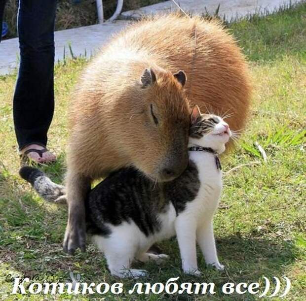 Прикольные картинки