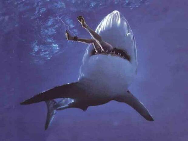 Бывает, что в желудках акул находят людей