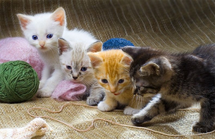 Позитив. Классные животные (89 фото)
