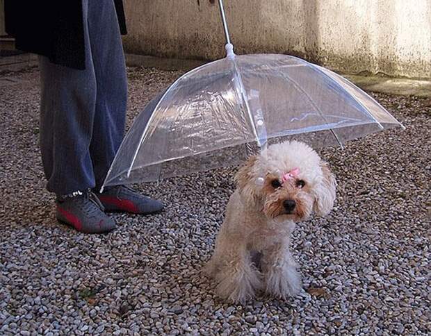 Umbrellas18 19 удивительных зонтов для осени